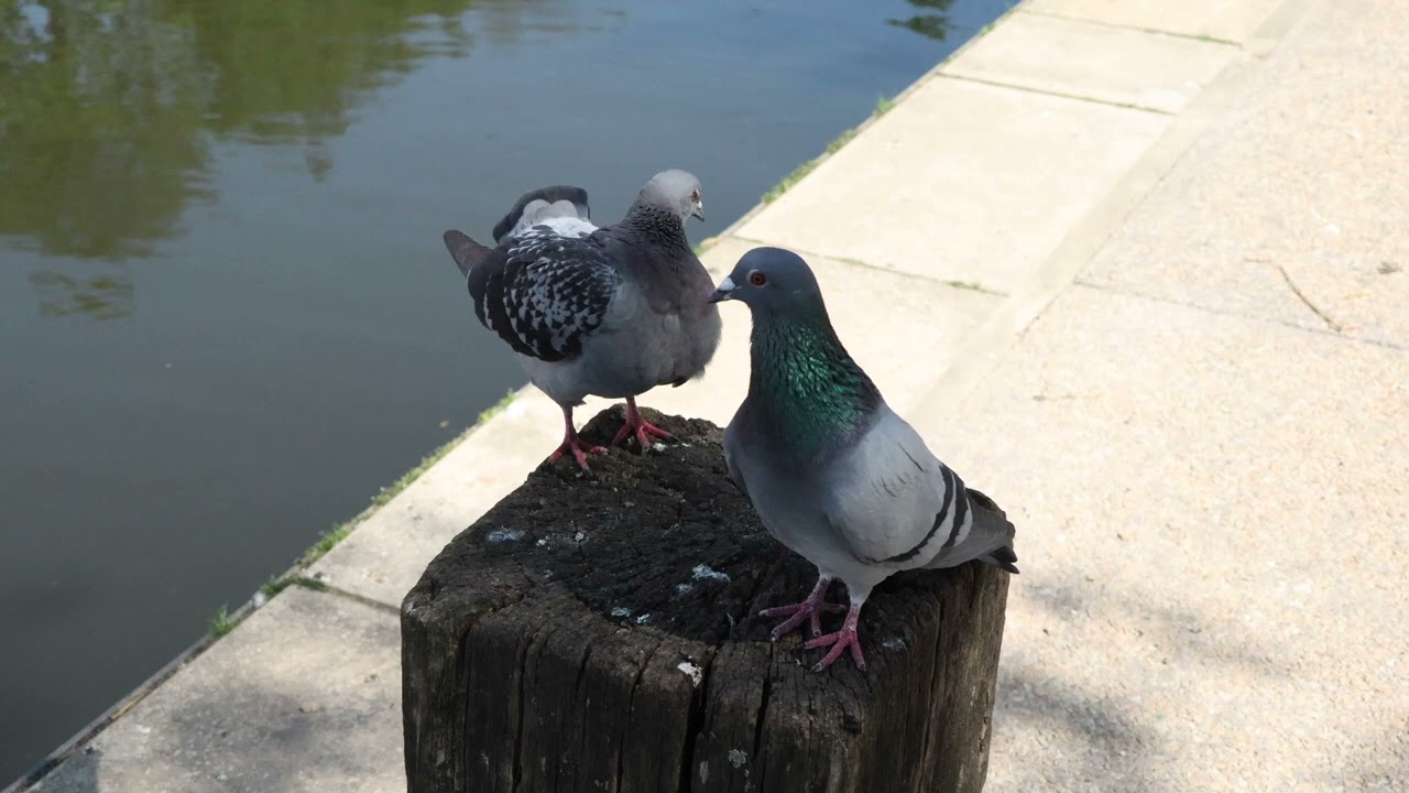 Canon PowerShot V1 — 4K 60fps sample - YouTube