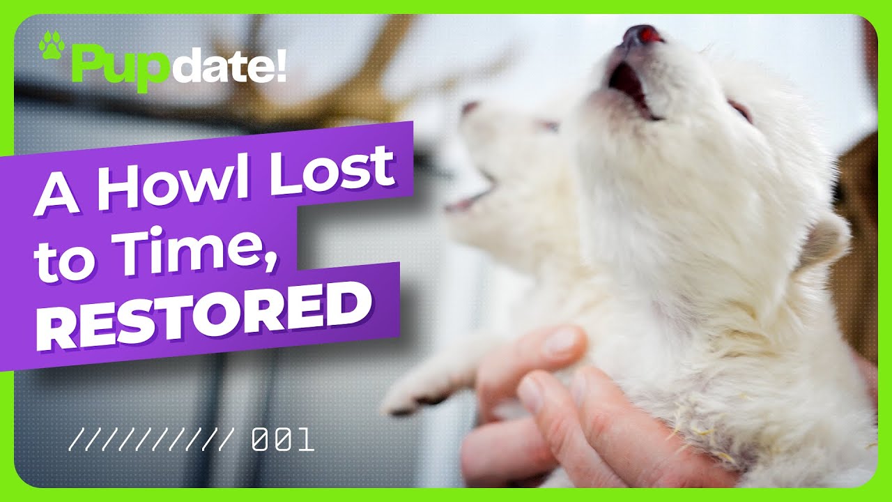 The First Dire Wolf Howl in Over 10,000 Years - YouTube